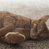 Thumbnail photo of Wilde #1