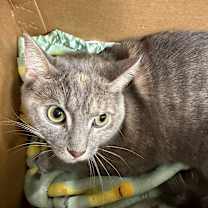 Thumbnail photo of Opal #1