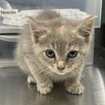 Thumbnail photo of Opal #2