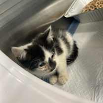 Thumbnail photo of Eli #2