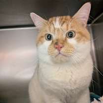 Thumbnail photo of Cinnamon #3