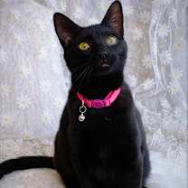 Thumbnail photo of Elvira #2