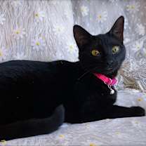 Thumbnail photo of Elvira #3