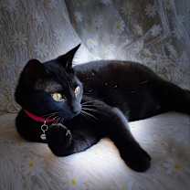 Thumbnail photo of Elvira #4