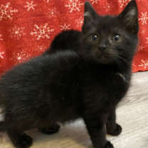 Thumbnail photo of Newman #2