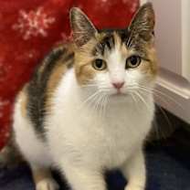 Thumbnail photo of Swiss Miss #1