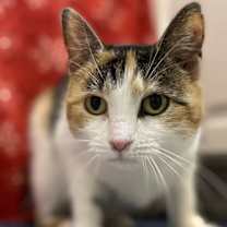 Thumbnail photo of Swiss Miss #2