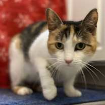 Thumbnail photo of Swiss Miss #3