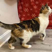 Thumbnail photo of Swiss Miss #4