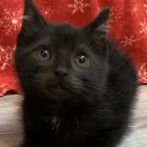 Thumbnail photo of Newman #1