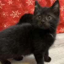 Thumbnail photo of Newman #3