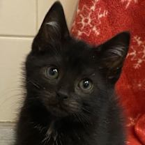 Thumbnail photo of Newman #4