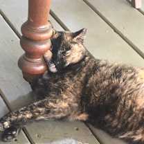 Thumbnail photo of Torti #3