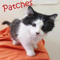 Thumbnail photo of Patches #1