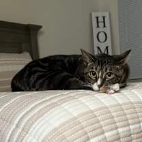 Thumbnail photo of Lilo #3