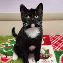 Thumbnail photo of Caterpillar #1