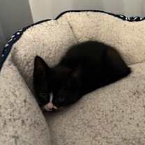 Thumbnail photo of Goose #3