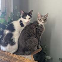 Thumbnail photo of Paw Paw  #3