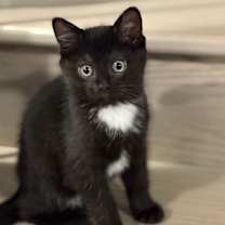 Thumbnail photo of Megatron #1