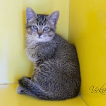 Thumbnail photo of Pepper #1