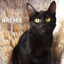 Thumbnail photo of Archie #1