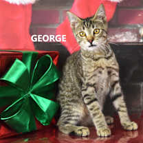 Thumbnail photo of George #1