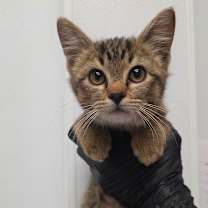 Thumbnail photo of Pepper #2