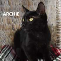 Thumbnail photo of Archie #2