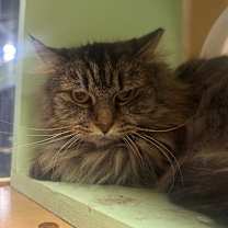 Thumbnail photo of Tapioca Fettuccine #1