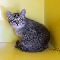 Thumbnail photo of Pepper #3