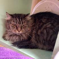 Thumbnail photo of Tapioca Fettuccine #2