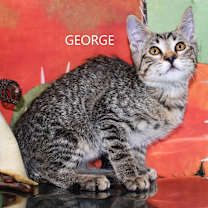 Thumbnail photo of George #3