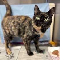 Thumbnail photo of Bandit #1