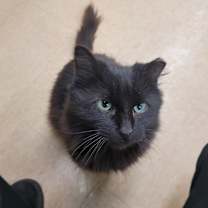 Thumbnail photo of Robyn #1