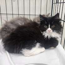 Thumbnail photo of Claus #1