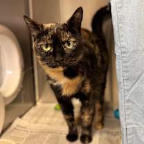 Thumbnail photo of Bandit #3