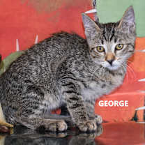 Thumbnail photo of George #4
