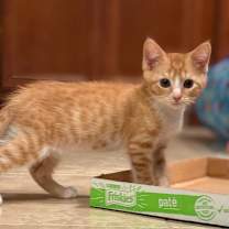 Thumbnail photo of Whiskey #1