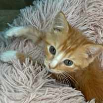 Thumbnail photo of Whiskey #2