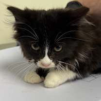 Thumbnail photo of Claus #3