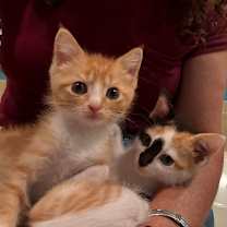 Thumbnail photo of Whiskey #4