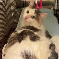 Thumbnail photo of April #4