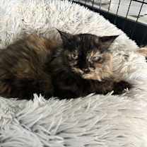 Thumbnail photo of Maggie #1