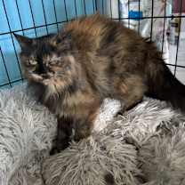 Thumbnail photo of Maggie #3