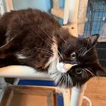 Thumbnail photo of Reggie #2