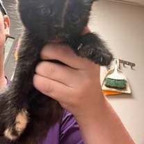 Thumbnail photo of Foxtrot #3