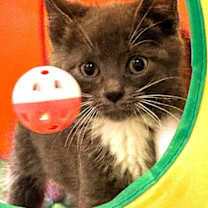 Thumbnail photo of Gravy #1