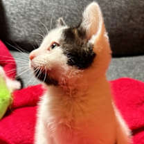 Thumbnail photo of Wishbone #3