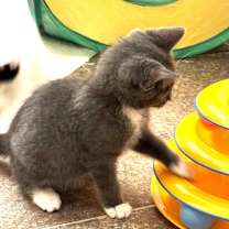 Thumbnail photo of Gravy #2