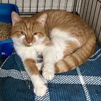 Thumbnail photo of Corbin #1